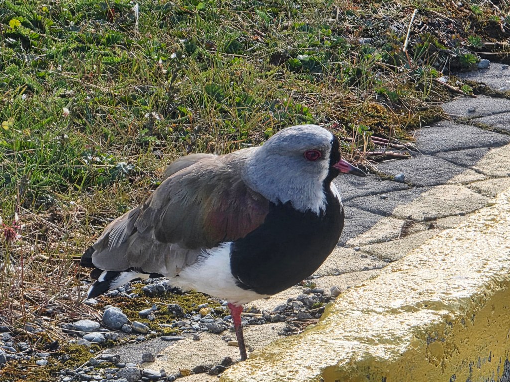 Southern Lapwing
