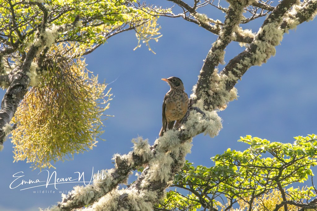 Austral thrush in a beech tree.