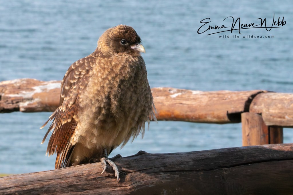 Chimango caracara waiting by a bench