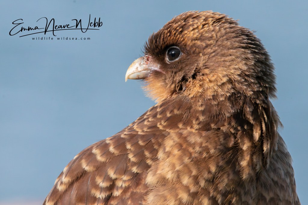 Close up of a Chimango caracara