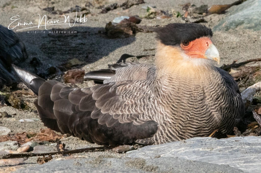 Crested caracara sat on the beach
