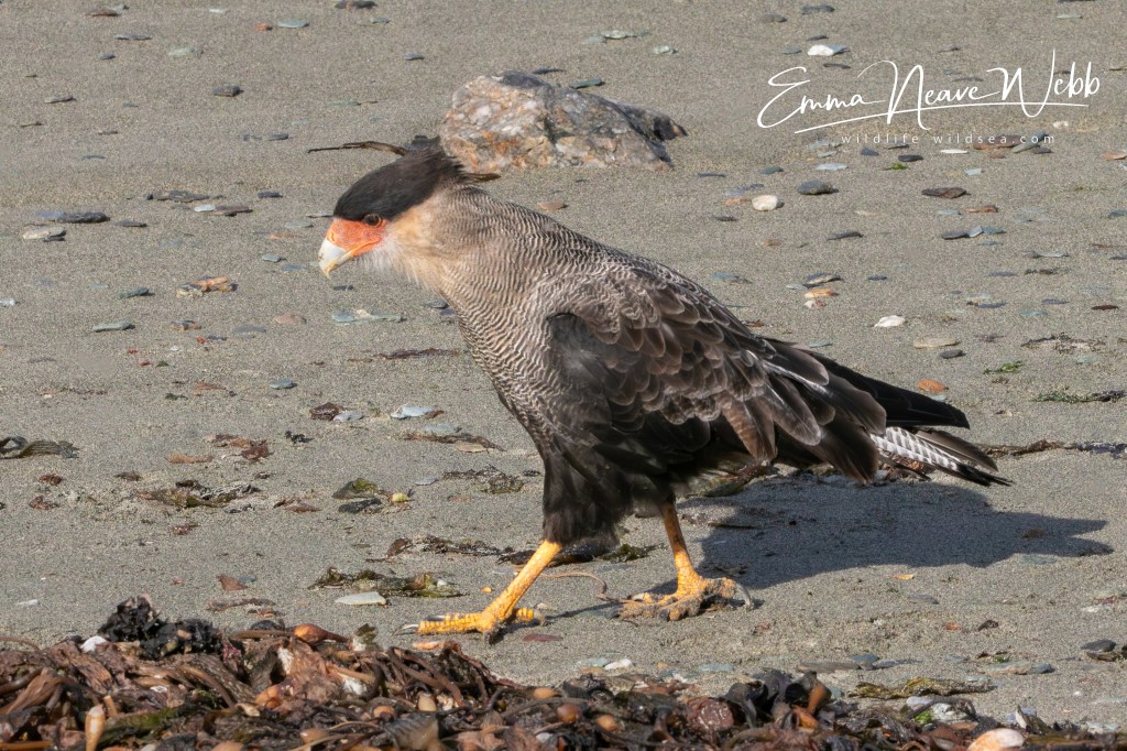 Crested caracara scavenging along the shoreline