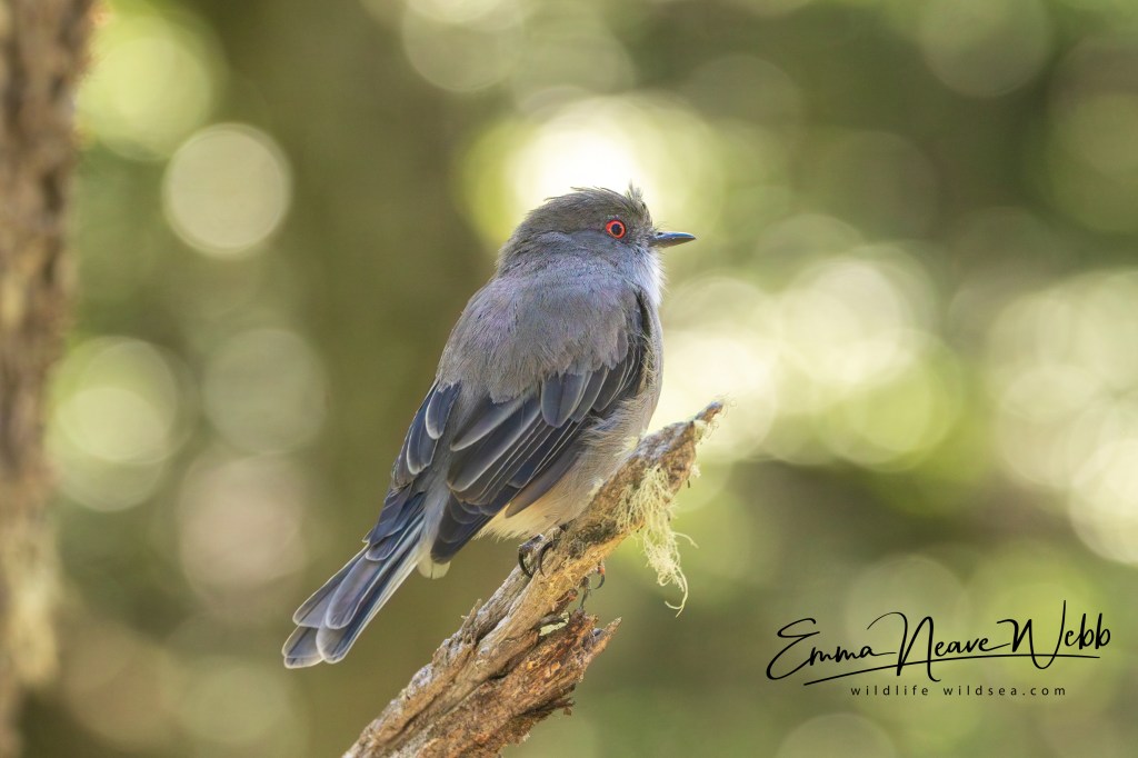 Fire-eyed diucon posing in the beech forest