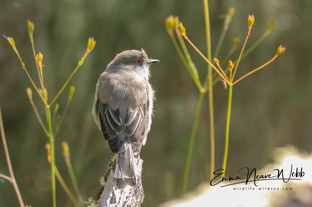 Fire-eyed diucon posing in the beech forest