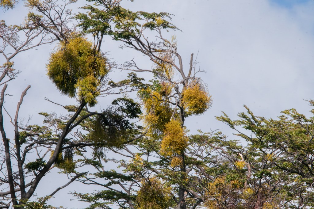 Misodendrum in lenga beech trees
