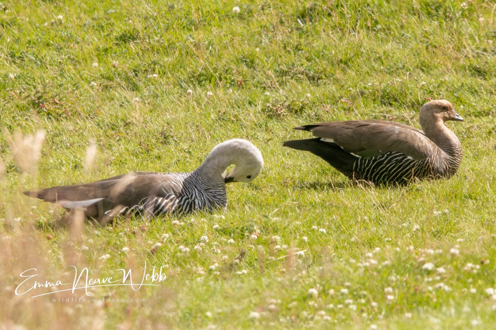Upland goose pair