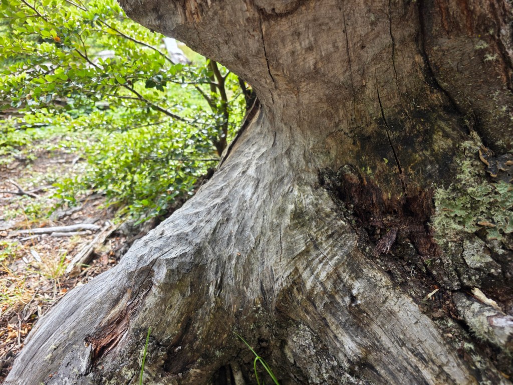 Beech tree damaged by beavers