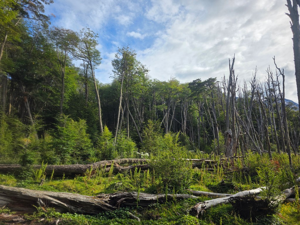 Lenga beech forest in Parque Nacional Tierra del Fuego