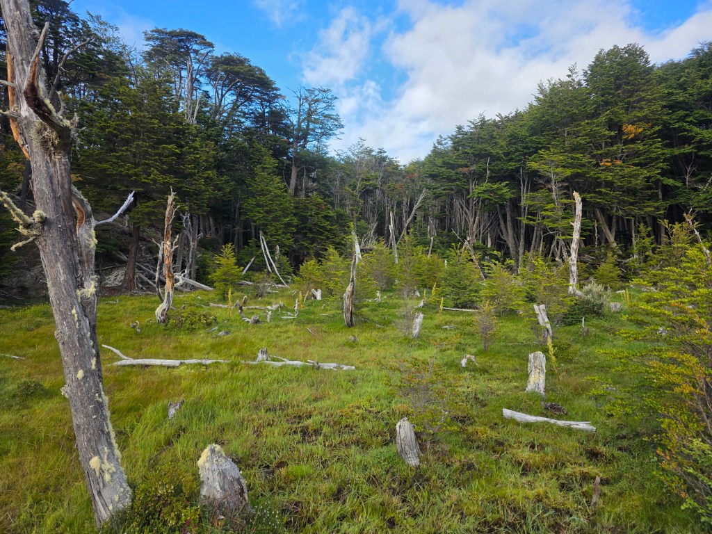 Lenga beech forest in Parque Nacional Tierra del Fuego
