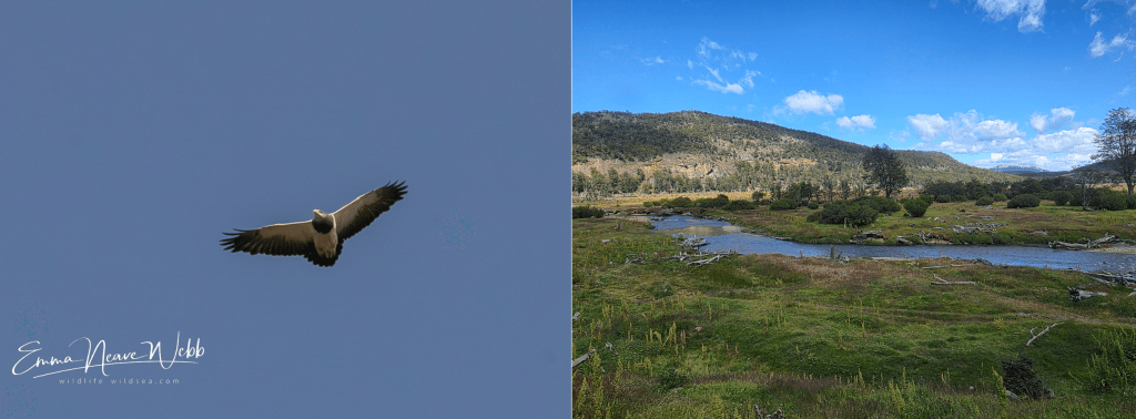 (L) Black-chested buzzard eagle
(R) View from the Tren del Fin del Mundo in Parque Nacional Tierra del Fuego