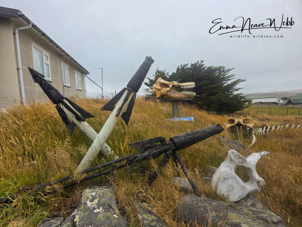 Harpoons alongside a killer whale skull